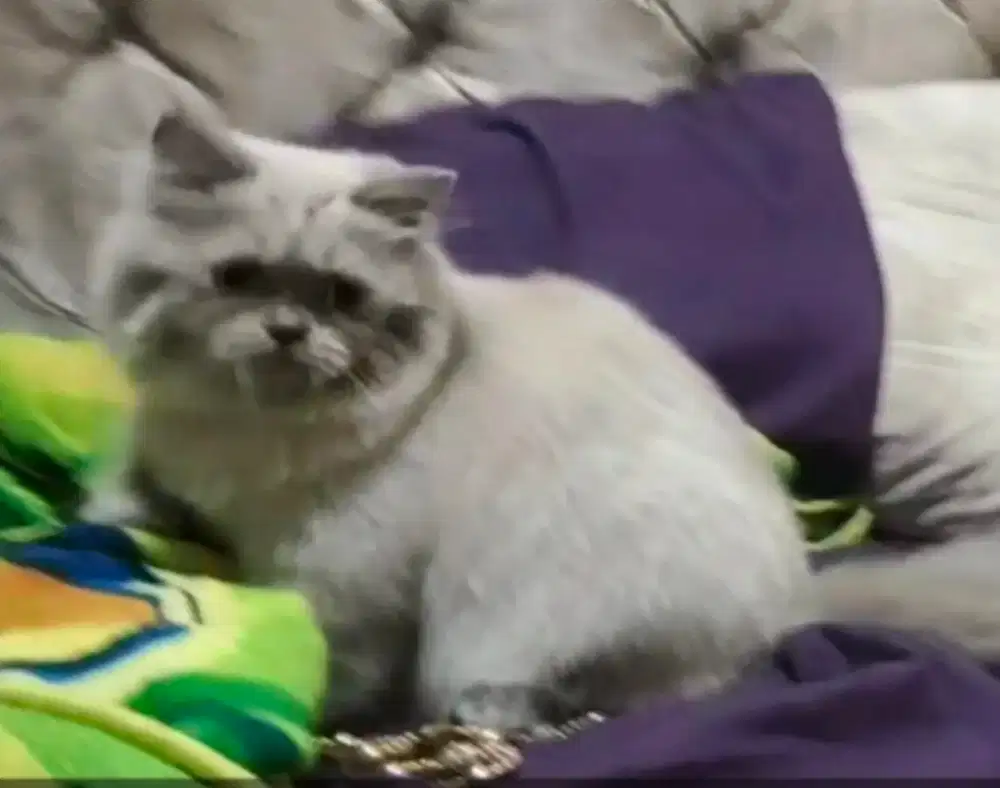 Persia mix Ragdoll Jantan