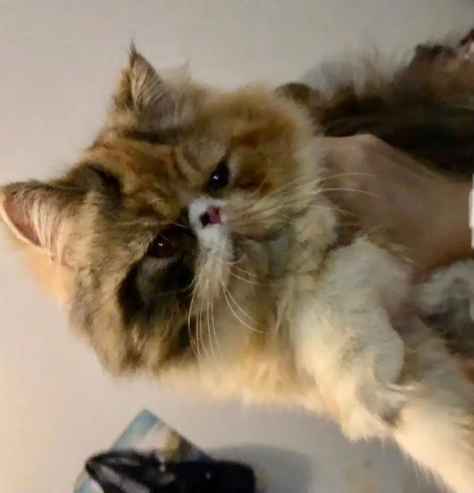 LA kucing Persia peaknose Calico