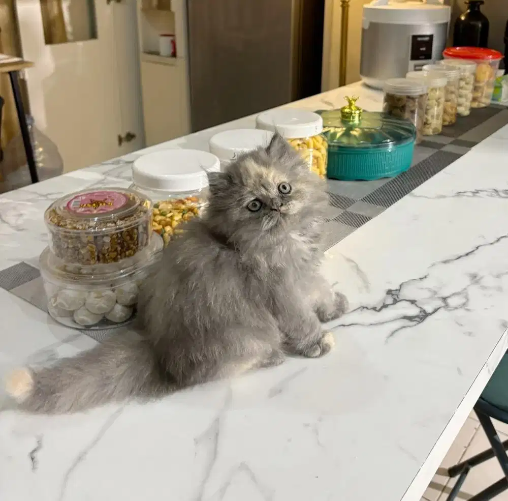 Norwegian mix Peaknose betina 2,5bln