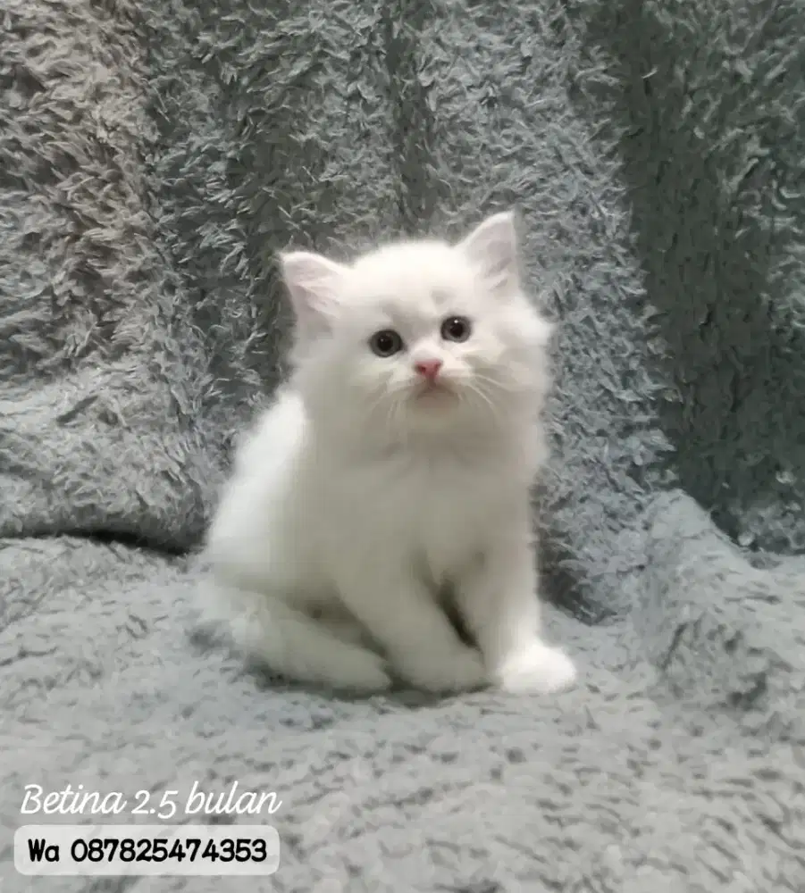 Kucing persia gimbul