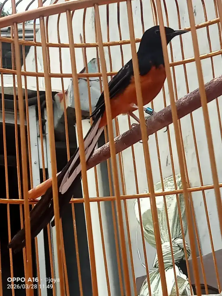 murai batu ekor 19/20