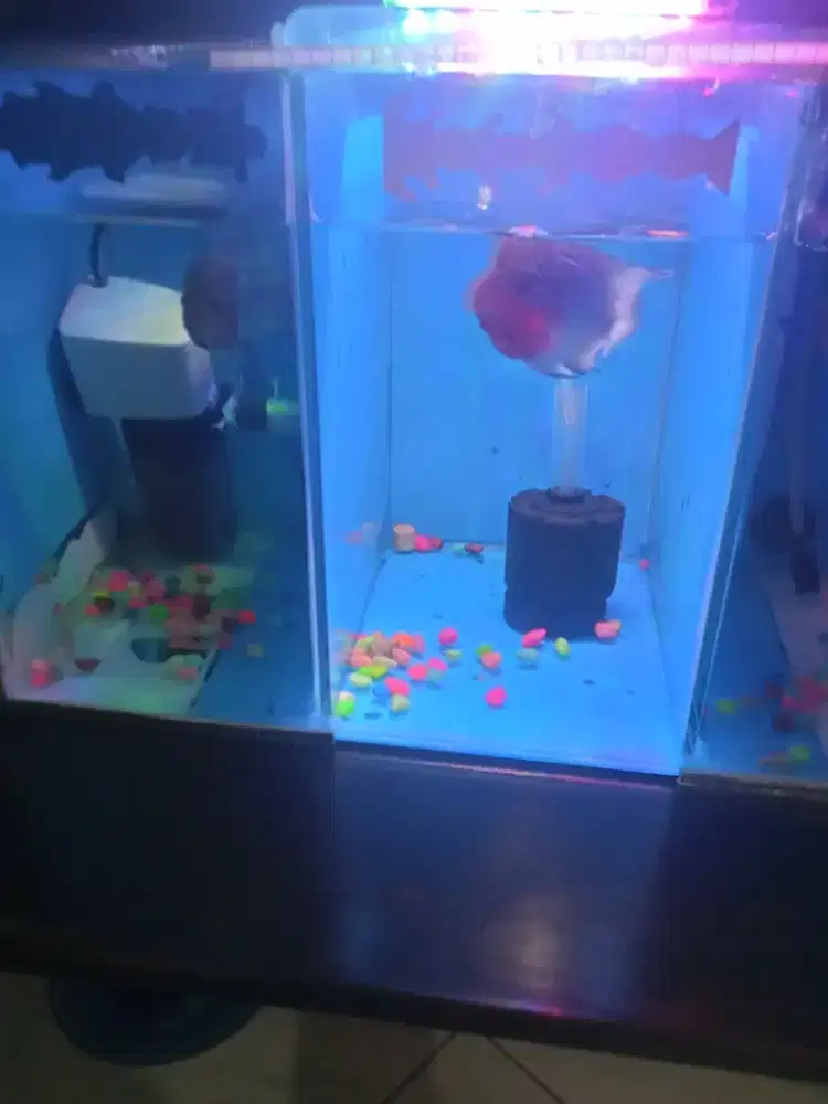 Ikan louhan jenis SRD bomhead