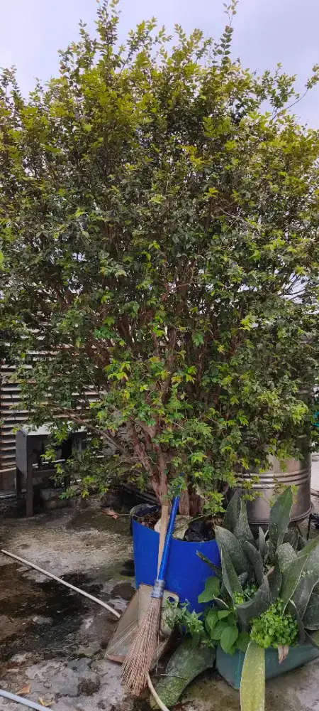 Pohon buah anggur sawo jambu srikaya