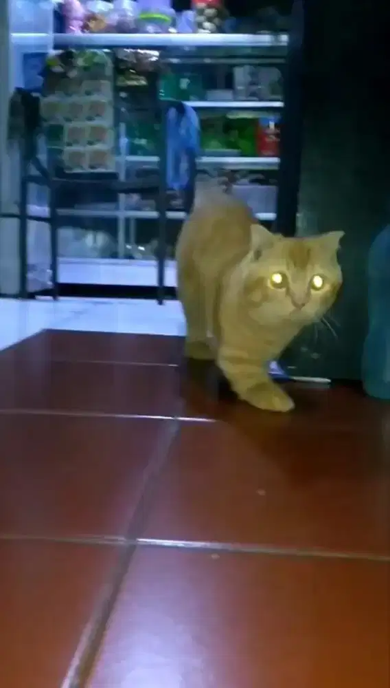 Jasa Pacak Munchkin Gaelic