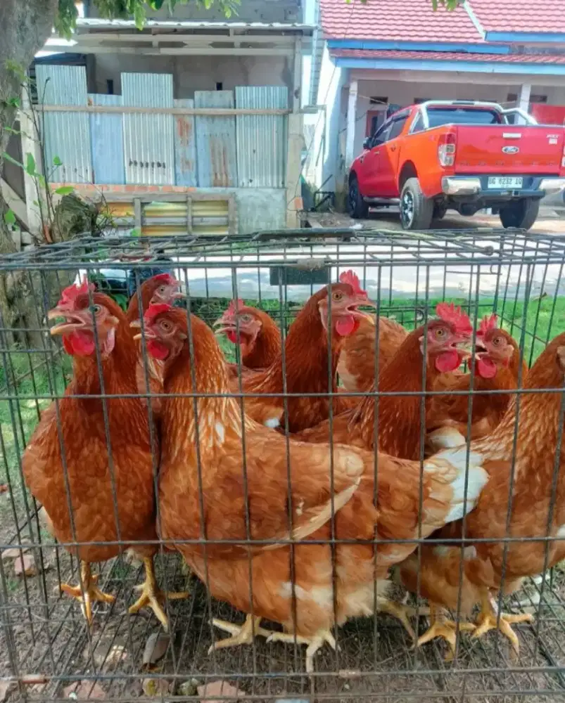 Jual ayam petelur usia sudah produksi bertelur