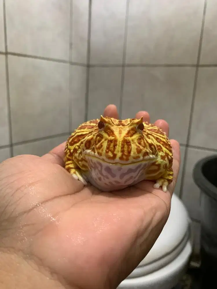 Pacman frog strawbert