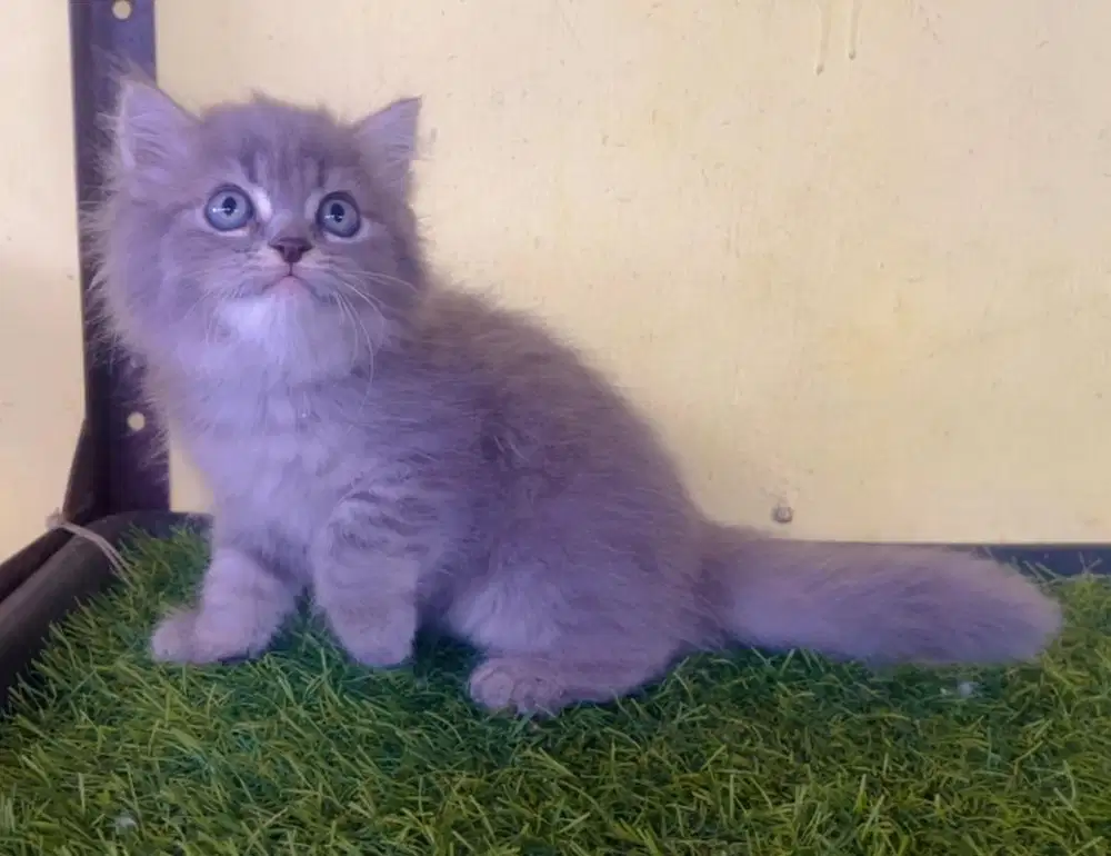Kucing ras persia abu2 betina