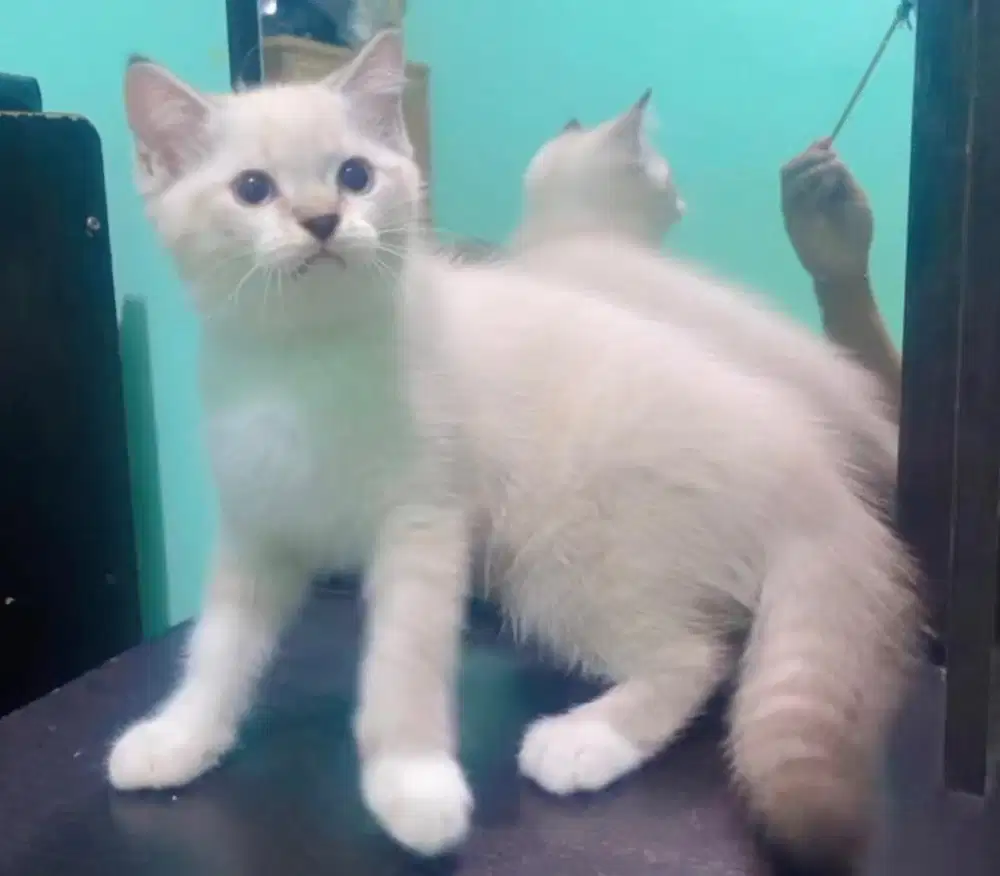 Kucing ras persia x bsh