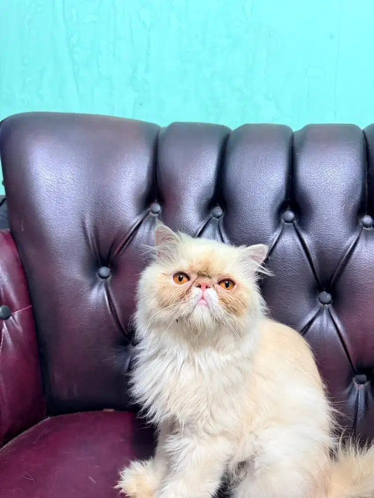 ready kitten peaknose exstreme