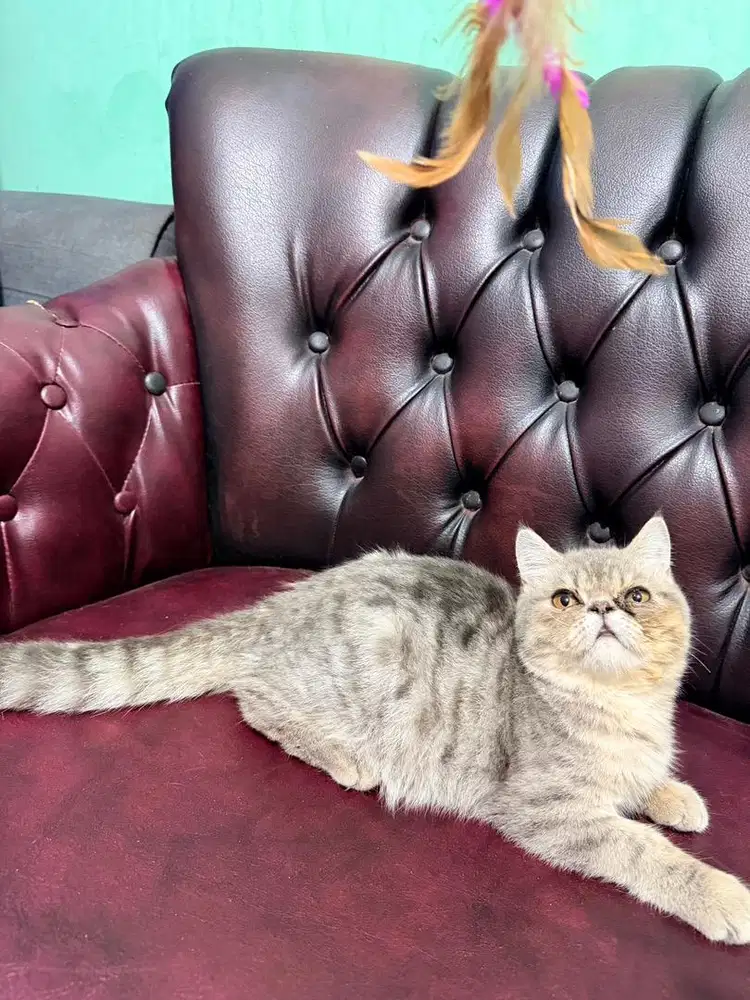 kucing rass peaknose