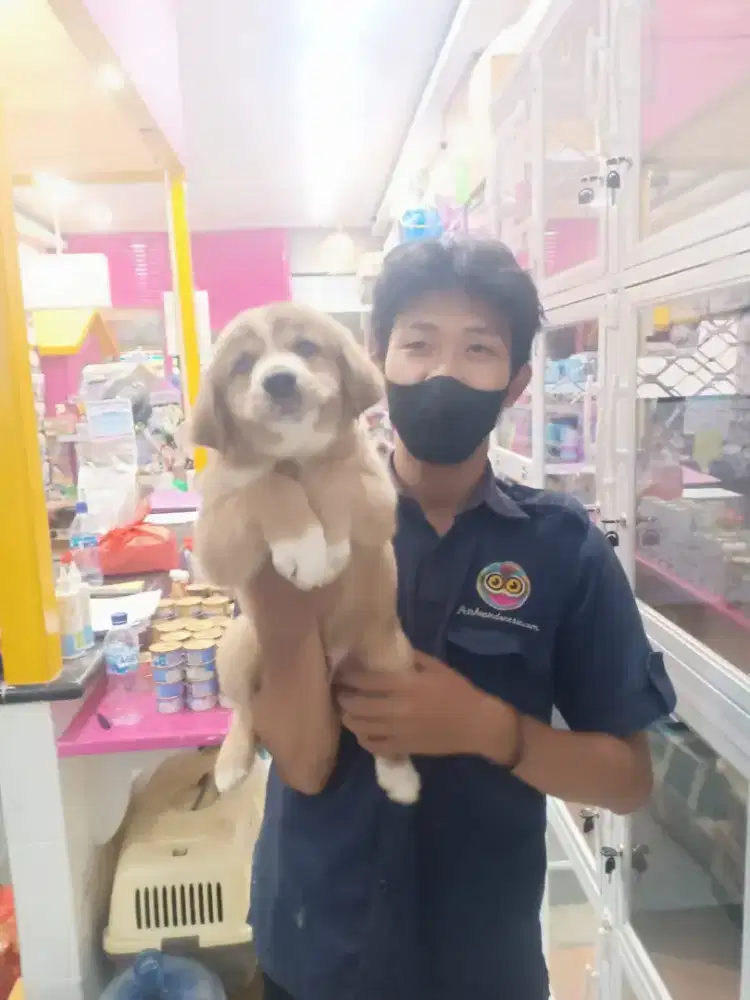 Dijual anjing Labrador mix corgi mata unik