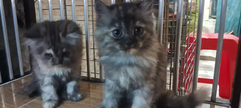 Persia bulu kapas betina