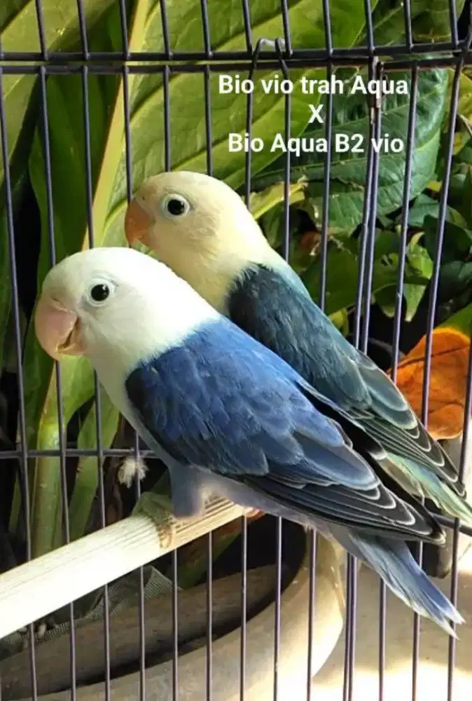 Burung Lovebird