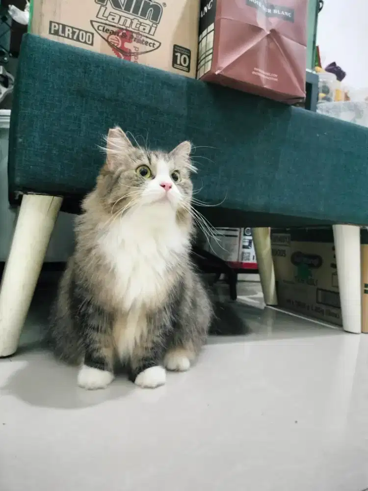 Open Adopt Persia Long Hair,Cebol Lucu Gemes