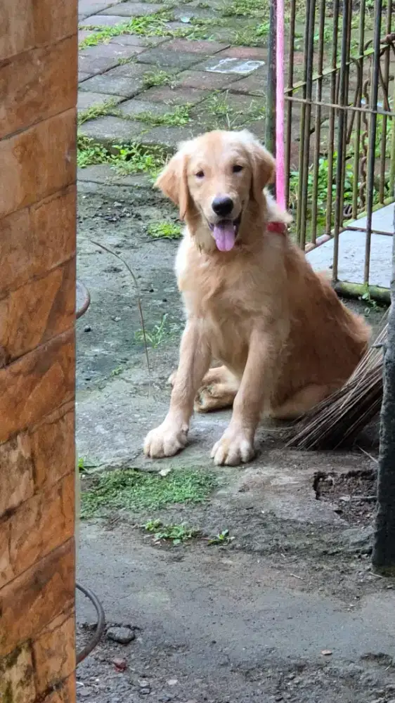 golden betina 7 bulan super cakep