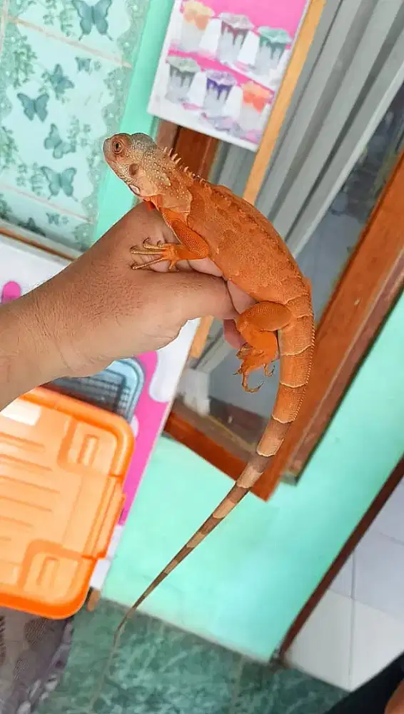 Iguana super red pedes