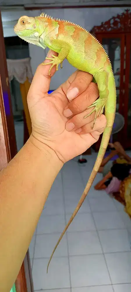 Iguana tobago hybrid red