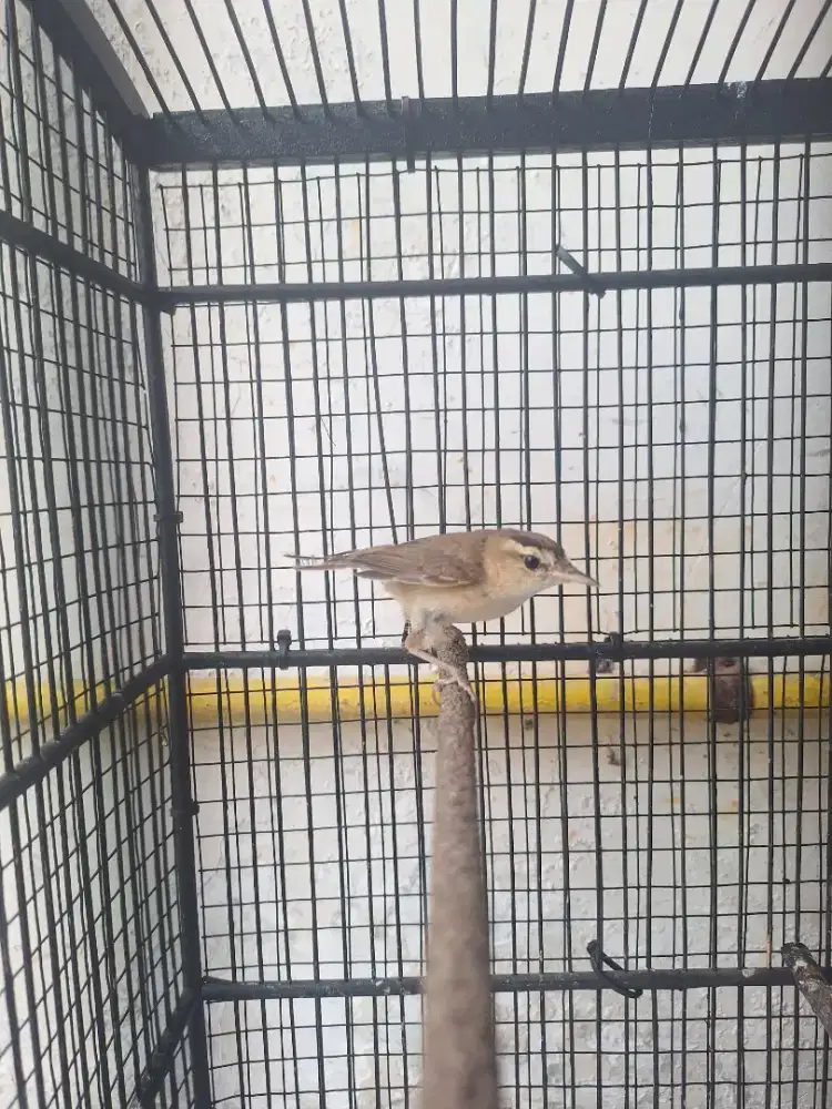 Kerak basi alis hitam