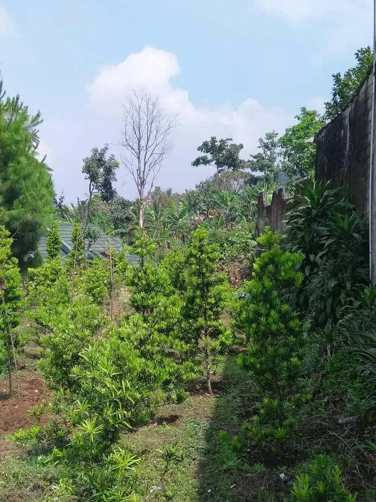 Tanah Dijual di Cisarua Bogor