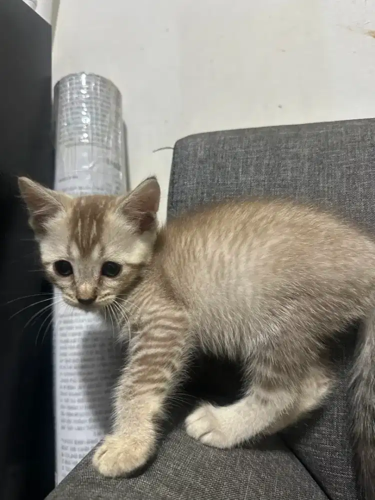 Kitten BSH X Loreng Sehat, warna rare cream, / Aktif, Siap Dipelihara