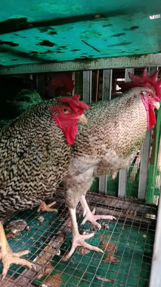 Ayam Kampung Unggul Nusantara (Kuntara 4)