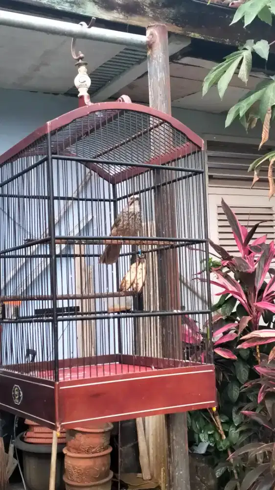 Cucak rowo betina mapan