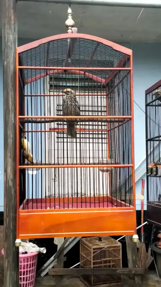 Cucak rowo jantan mapan