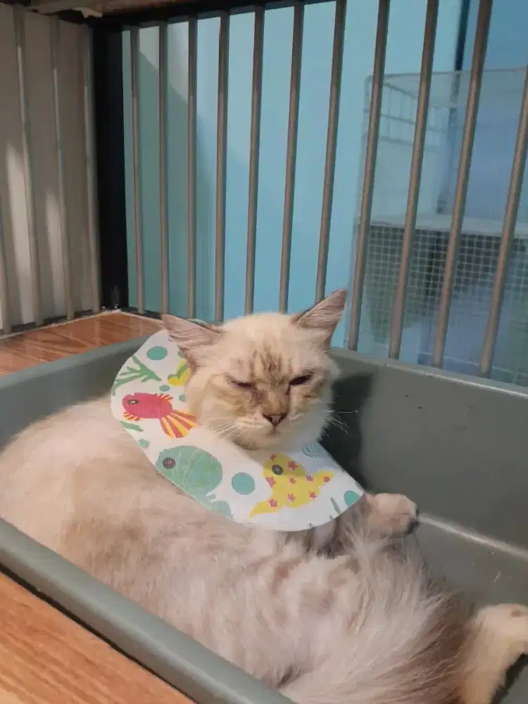 Kucing Himalaya cantik