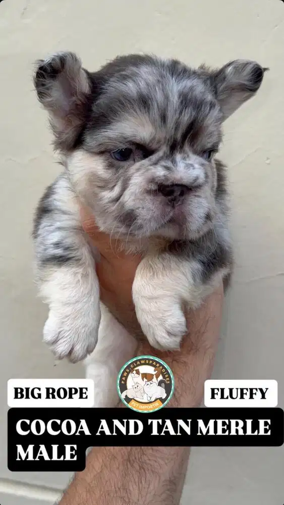 for sale frenchie fluffy