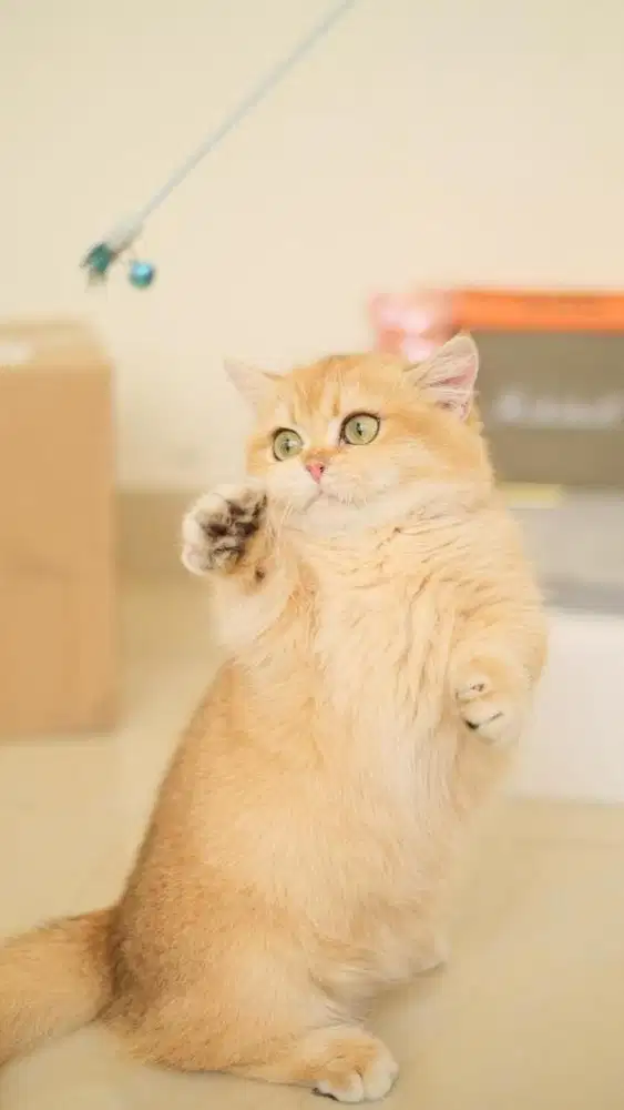 munchkin british short hair