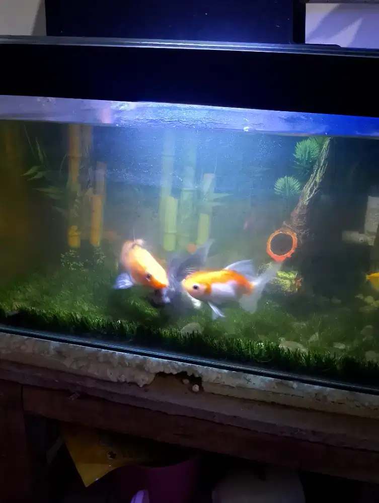 Ikan koi koki fulseet