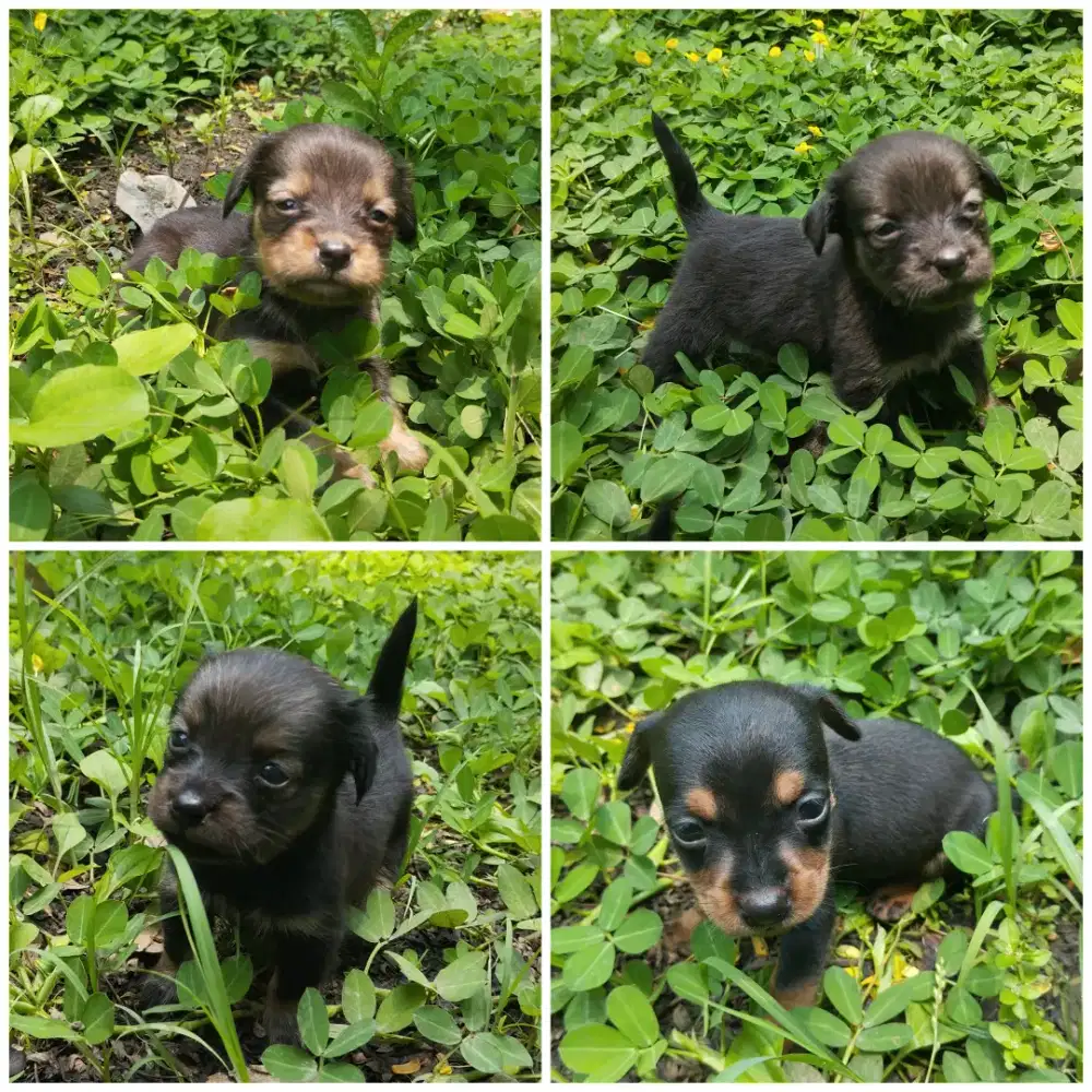 Anakan anjing TEKEL sosis dachshund MIX