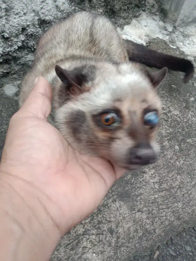 Musang pandan betina