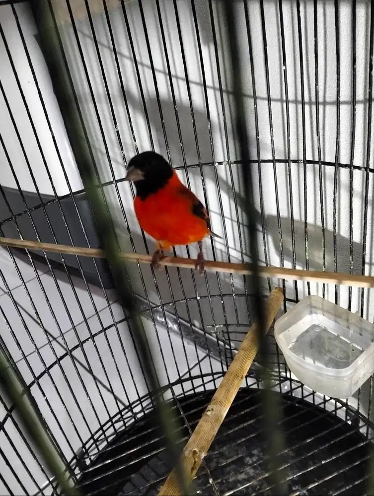 Burung jantan Red siskin clasik gacor