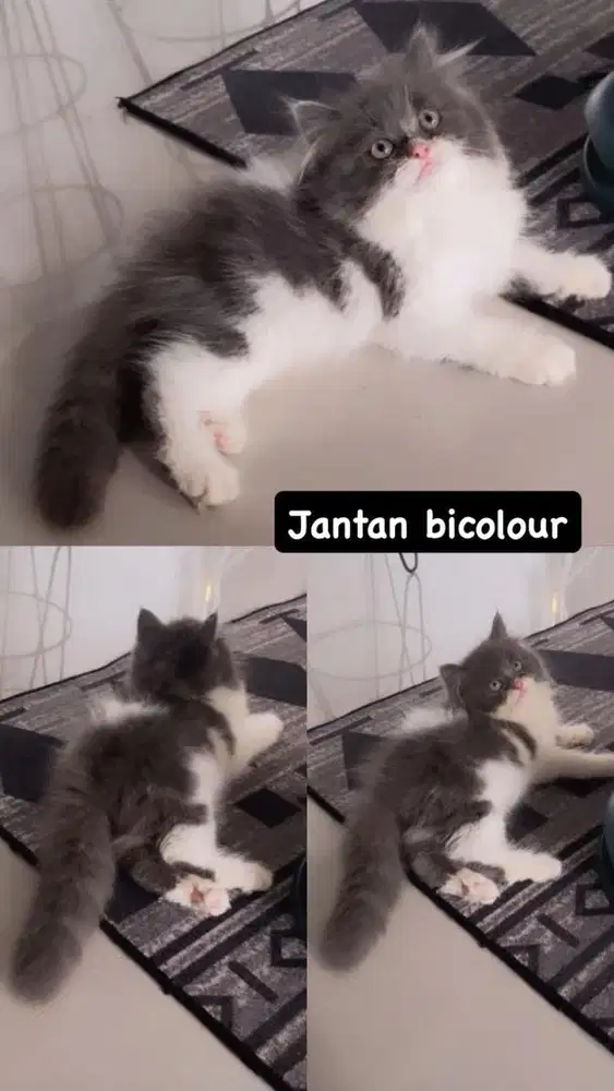 Kitten jantan abu putih bicolour