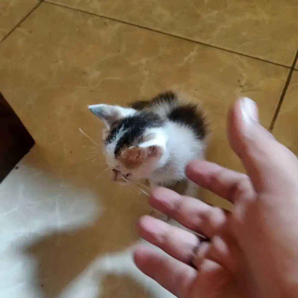 Kucing Desa imut lucu dan menggemaskan untuk anak