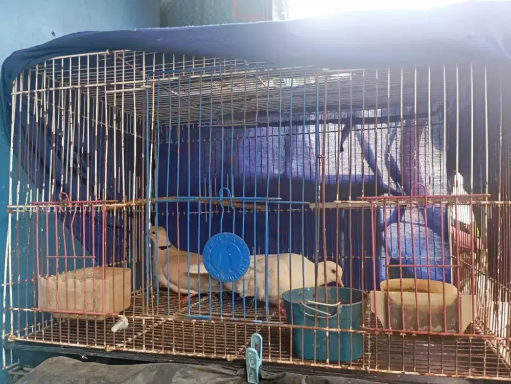JuaL burung puter putih& coklat betina 22nya nelor terus dgn kurung ny