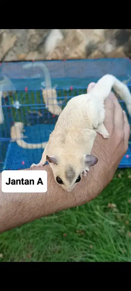 Sugar glider indukan platmos ada 6