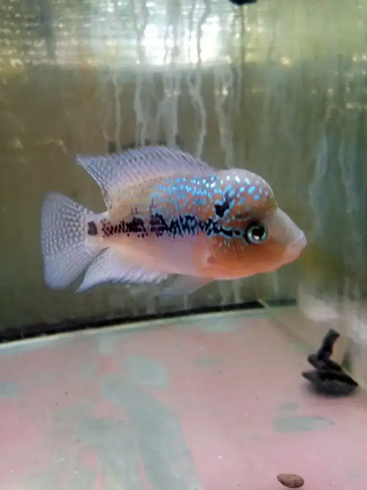 Jual ikan louhan srd Silangan kamfa size 2 jari