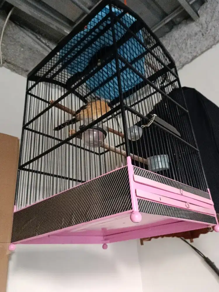 Burung pentet atau cendet