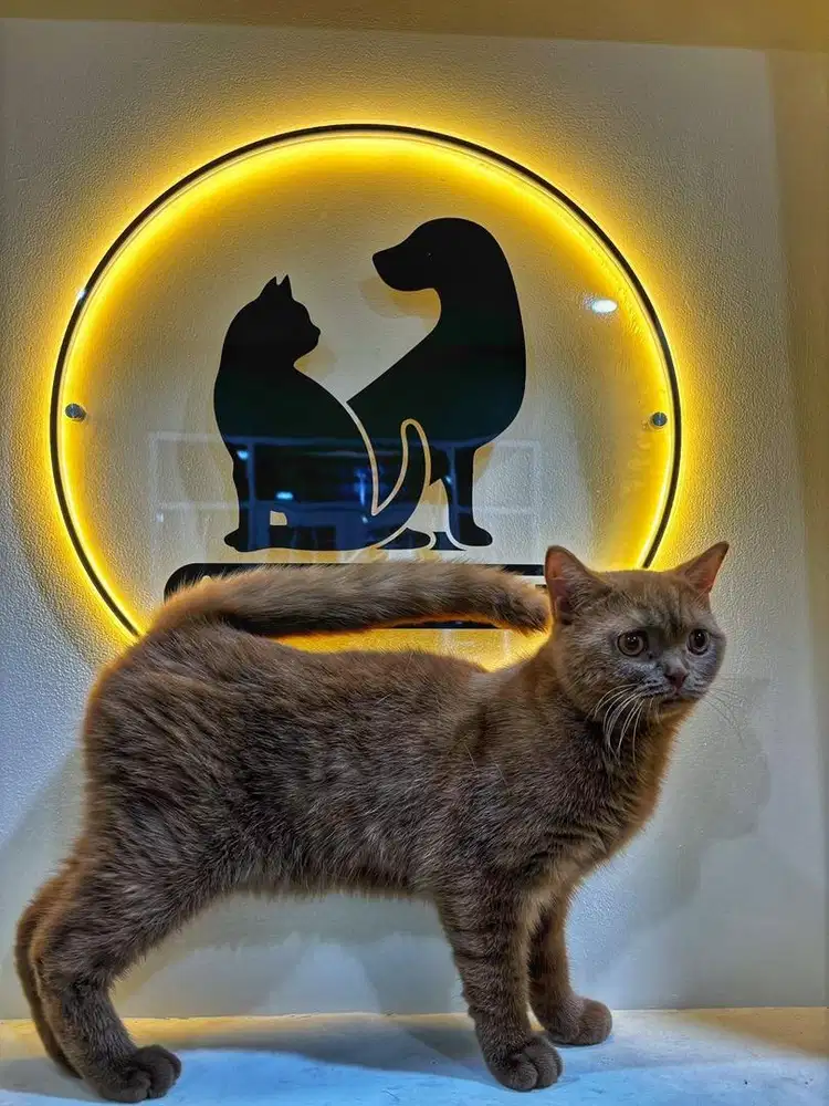 British Shorthair BSH Cinnamon Ped WCF