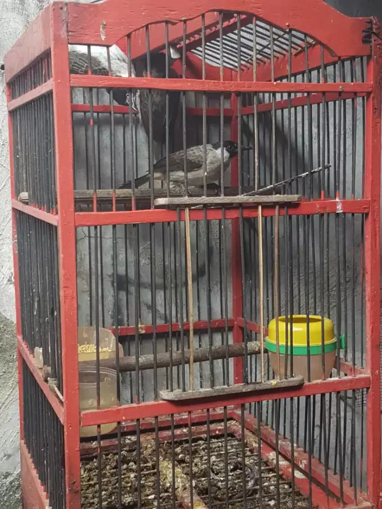 kutilang rawatan bunyi por total