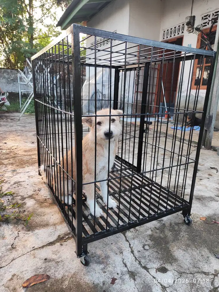 Kandang Anjing ras Besar