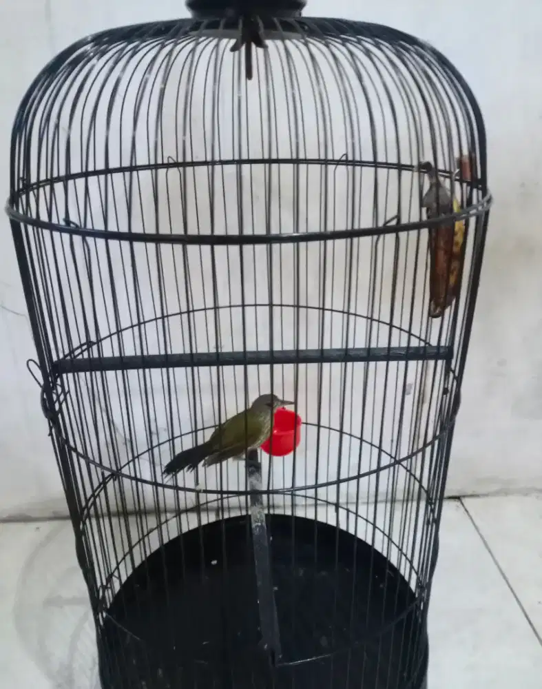 rawis,trucuk,srigunting abu2,Mandarin fulset...