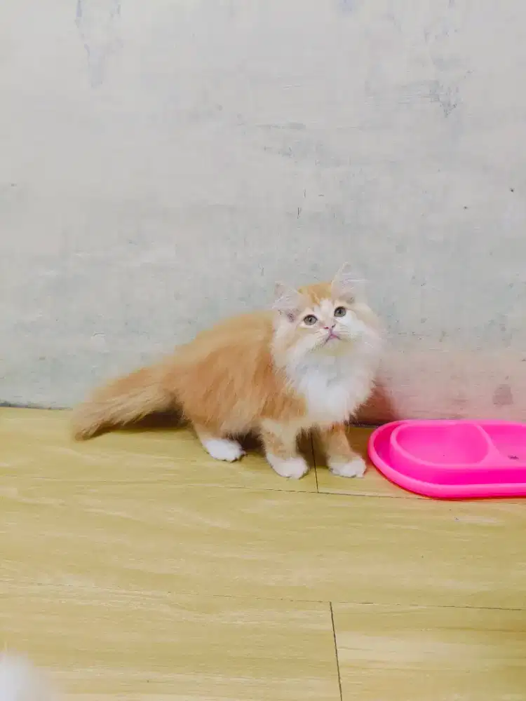Kitten Persia x maincoone