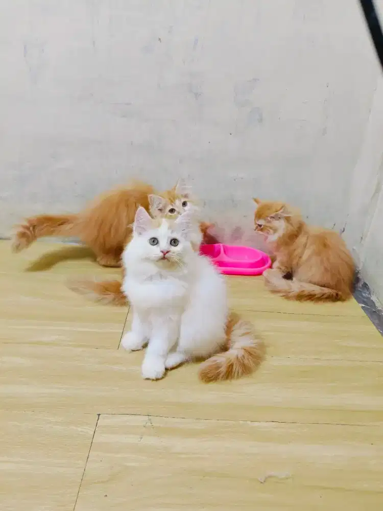 Kitten Persia oyen putih