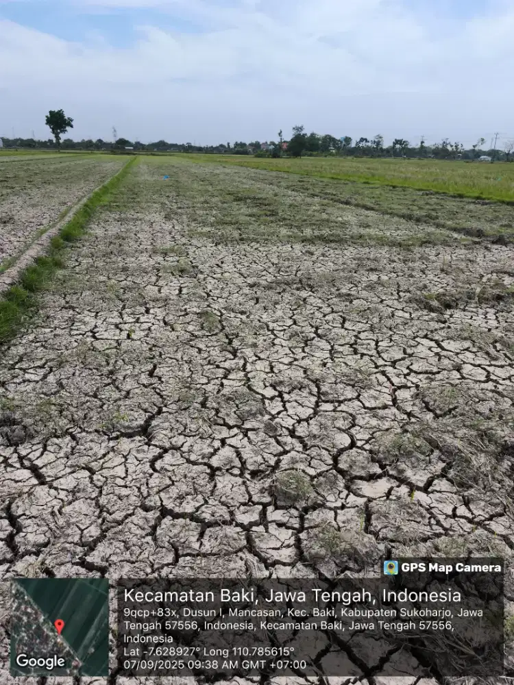 Jual Tanah Sewah Zona Kuning Tanpa Perantara