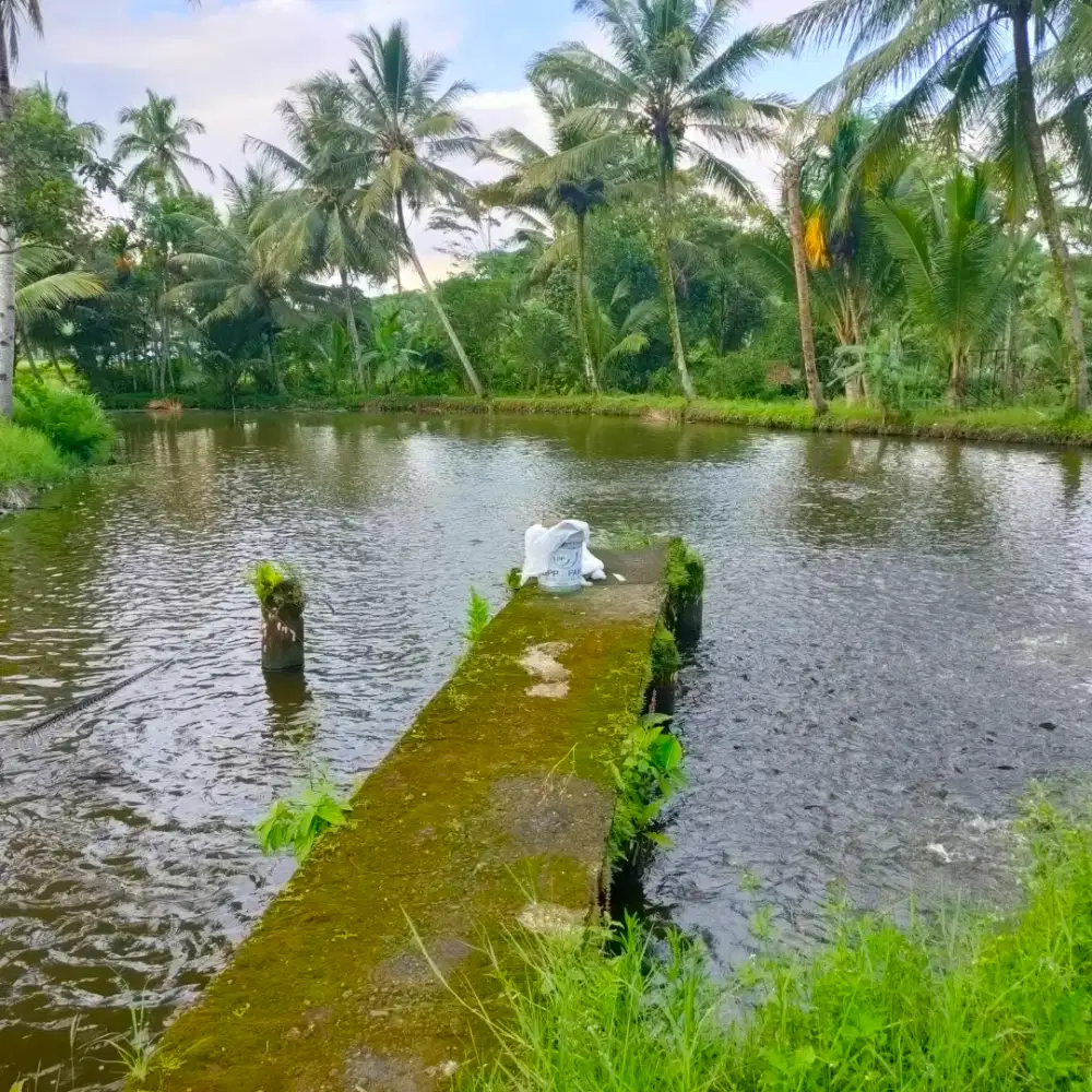 Jual tanah Kolam/Balong