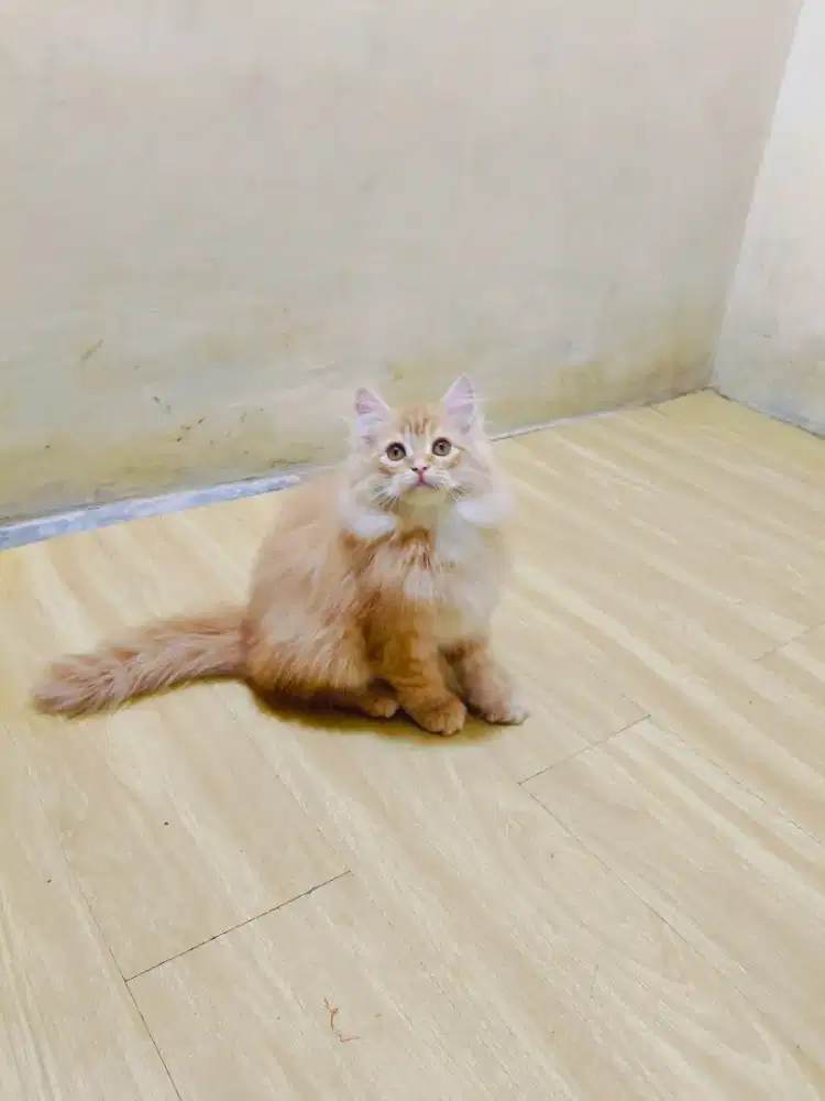 Kitten Persia x maincoone