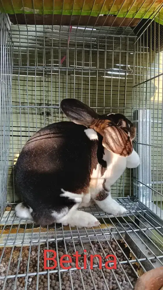 Kelinci rex betina